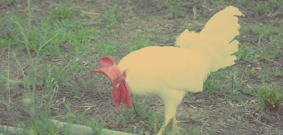 Un gallo nel verde della fattoria