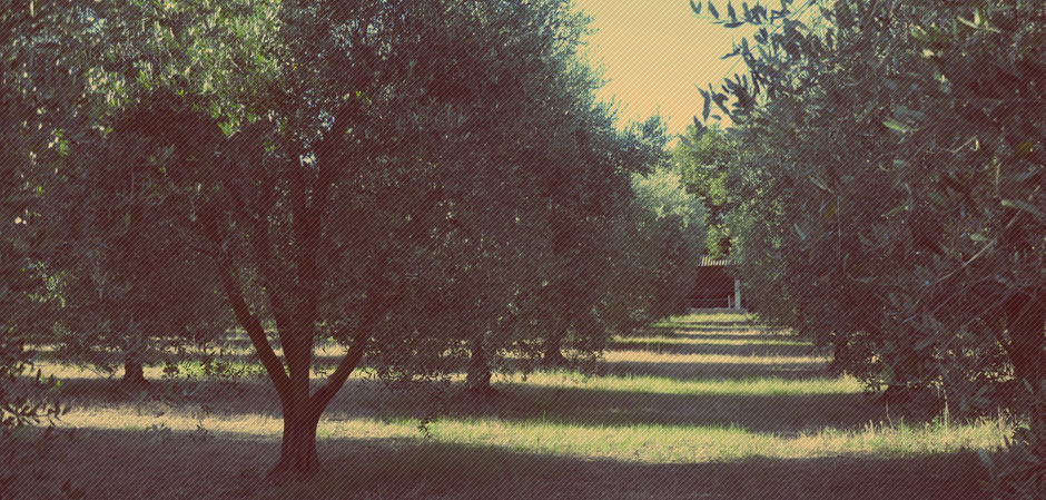 I frutti della terra