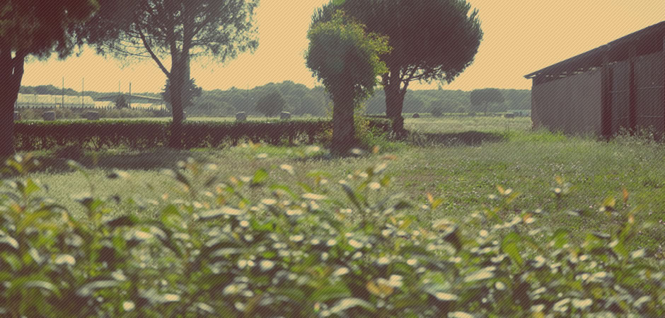 Fiori nel parco della struttura