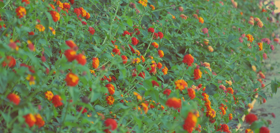 Una distesa di fiori colorati